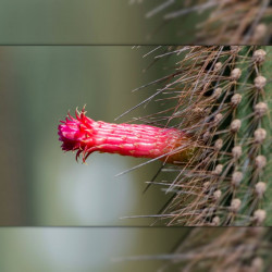 graines Cleistocactus margaritanus Cleistocactus baumannii subs. chacoanus Cactaeae cactus