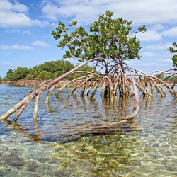 Palétuvier rouge, mangle-chandelle, Rhizophora mangle, Arbre roi de la mangrove, tiri wai, togo, apareiba, candelón