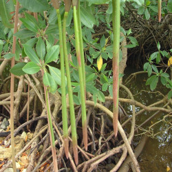 Palétuvier rouge, mangle-chandelle, Rhizophora mangle, Arbre roi de la mangrove, tiri wai, togo, apareiba, candelón