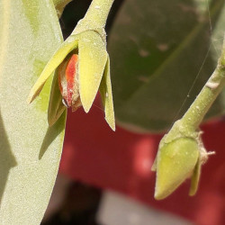 1 graine de Palétuvier rouge (Rhizophora mangle)
