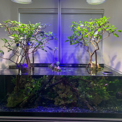 propagule palétuvier rouge, graine, mangrove, mangle-chandelle, Rhizophora mangle, Arbre roi de la mangrove