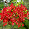 Flamboyant, Delonix Poinciana regia, Flame tree, Fleur du paradis, graines