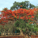 Flamboyant, Delonix Poinciana regia, Flame tree, Fleur du paradis, graines