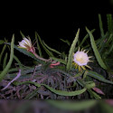 Selenicereus megalanthus, Hylocereus megalanthus, Pitaya jaune, Fruit du dragon, cactus, yellow dragon, fleurs