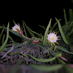 Selenicereus megalanthus, Hylocereus megalanthus, Pitaya jaune, Fruit du dragon, cactus, yellow dragon, fleurs