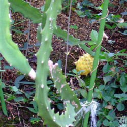 Selenicereus megalanthus, Hylocereus megalanthus, Pitaya jaune, Fruit du dragon, cactus, yellow dragon