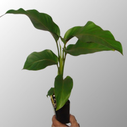 Heliconia stricta 'Dwarf Jamaican' (Balisier nain)