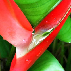 Heliconia stricta 'Dwarf Jamaican' (Balisier nain)