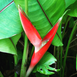 Heliconia stricta 'Dwarf Jamaican' (Balisier nain)