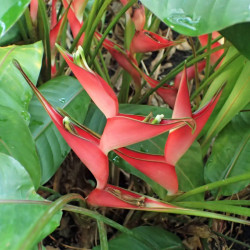 Heliconia stricta 'Dwarf Jamaican' (Balisier nain)