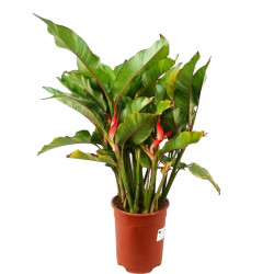 Heliconia stricta 'Dwarf Jamaican' (Balisier nain)