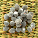 Majidea zanguebarica, perle de Zanzibar, mgambo tree, graines, Zanzibar pearl tree, perles de velours, arbre de la parole