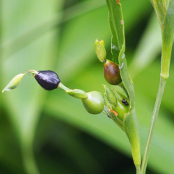 Coix lacryma-jobi, grain de Job, larmes-de-Job, l’Herbe à chapelets, Larmille, Herbe collier, Graine chapelet, Poaceae