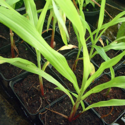 Coix lacryma-jobi, grain de Job, larmes-de-Job, l’Herbe à chapelets, Larmille, Herbe collier, Graine chapelet, Poaceae