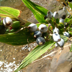 Coix lacryma-jobi, grain de Job, larmes-de-Job, l’Herbe à chapelets, Larmille, Herbe collier, Graine chapelet, Poaceae