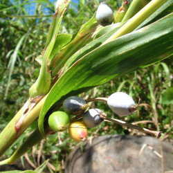 Coix lacryma-jobi, grain de Job, larmes-de-Job, l’Herbe à chapelets, Larmille, Herbe collier, Graine chapelet, Poaceae