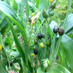Coix lacryma-jobi, grain de Job, larmes-de-Job, l’Herbe à chapelets, Larmille, Herbe collier, Graine chapelet, Poaceae
