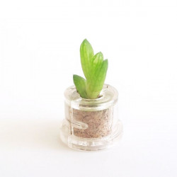 Babyplante Minibocho (Haworthia cooperi var. truncata) - Mini plante cactus