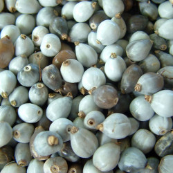 Coix lacryma-jobi, grain de Job, larmes-de-Job, l’Herbe à chapelets, Larmille, Herbe collier, Graine chapelet, Poaceae