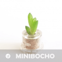Babyplante Minibocho porte clé mini plante cactus
