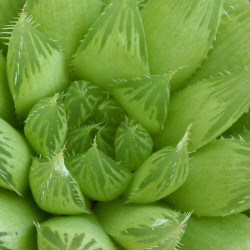Cactus Haworthia cooperi var. truncata