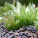 Babyplante Haworthia cooperi var. truncata cactus