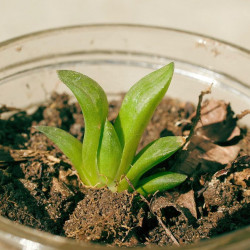 Babyplante cactus Haworthia cooperi var. truncata