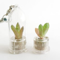 Babyplante Minibocho Mini plante cactus