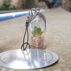 Babyplante Minibocho (Haworthia cooperi var. truncata) - Mini plante cactus porte clé