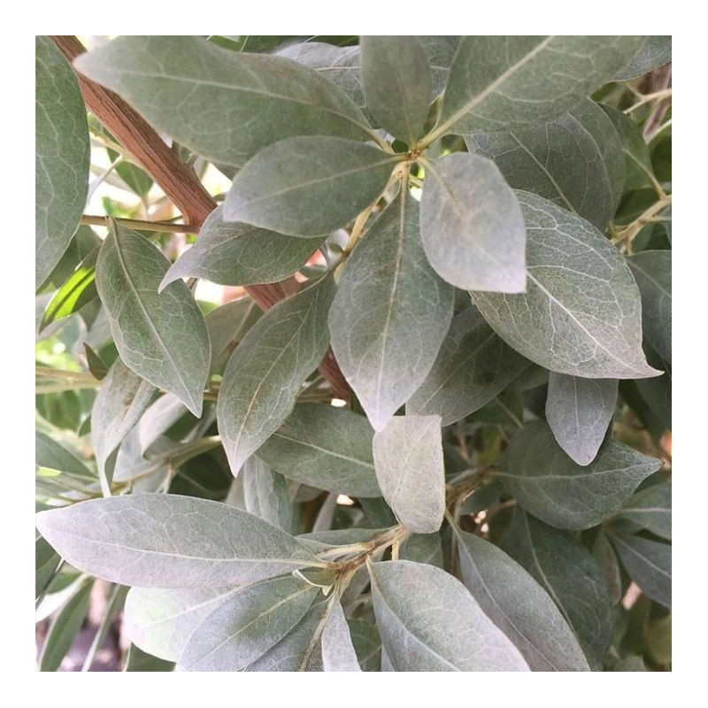 graines Conocarpus erectus var.sericeus, palétuvier argenté, Silver buttonwood, Silver tree, Mangle argenté