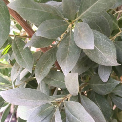 graines Conocarpus erectus var.sericeus, palétuvier argenté, Silver buttonwood, Silver tree, Mangle argenté