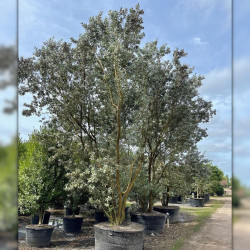graines Conocarpus erectus var.sericeus, palétuvier argenté, Silver buttonwood, Silver tree, Mangle argenté