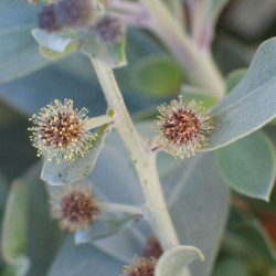 graines Conocarpus erectus var.sericeus, palétuvier argenté, Silver buttonwood, Silver tree, Mangle argenté