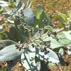 graines Conocarpus erectus var.sericeus, palétuvier argenté, Silver buttonwood, Silver tree, Mangle argenté