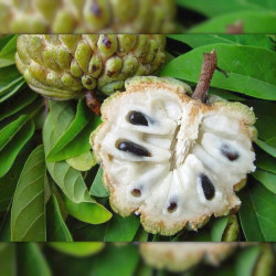 graines Annona squamosa, Pomme cannelle, Sugar apple, Annone, attier, atte, Famille : Annonacées