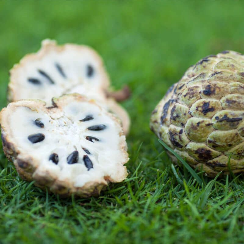graines Annona squamosa, Pomme cannelle, Sugar apple, Annone, attier, atte, Famille : Annonacées