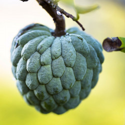 graines Annona squamosa, Pomme cannelle, Sugar apple, Annone, attier, atte, Famille : Annonacées