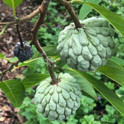 graines Annona squamosa, Pomme cannelle, Sugar apple, Annone, attier, atte, Famille : Annonacées
