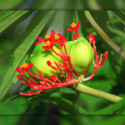 Jatropha multifida, Arbre corail, Coral plant, Koray, Coralbush, Euphorbiacées, Médicinier d'Espagne