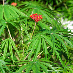 Jatropha multifida, Arbre corail, Coral plant, Koray, Coralbush, Euphorbiacées, Médicinier d'Espagne