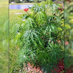 Jatropha multifida, Arbre corail, Coral plant, Koray, Coralbush, Euphorbiacées, Médicinier d'Espagne