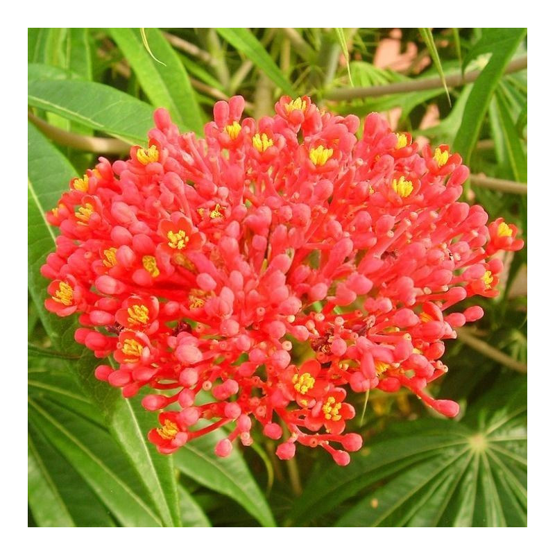 Jatropha multifida, Arbre corail, Coral plant, Koray, Coralbush, Euphorbiacées, Médicinier d'Espagne