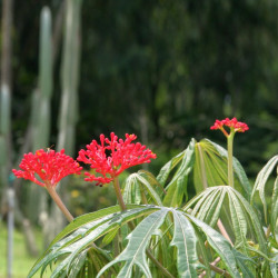 Jatropha multifida, Arbre corail, Coral plant, Koray, Coralbush, Euphorbiacées, Médicinier d'Espagne