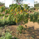 Jatropha multifida, Arbre corail, Coral plant, Koray, Coralbush, Euphorbiacées, Médicinier d'Espagne