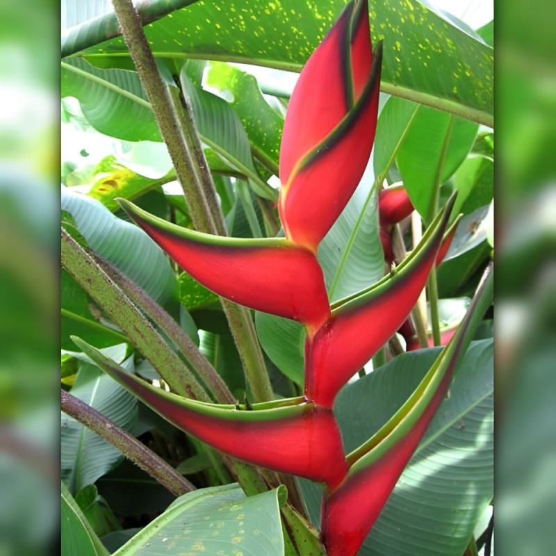Heliconia Bihai, Balisier bihai, Queue de poisson, Macawflower, Heliconiaceae, Caraïbes, Guadeloupe