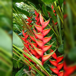 Heliconia Bihai, Balisier bihai, Queue de poisson, Macawflower, Heliconiaceae, Caraïbes, Guadeloupe
