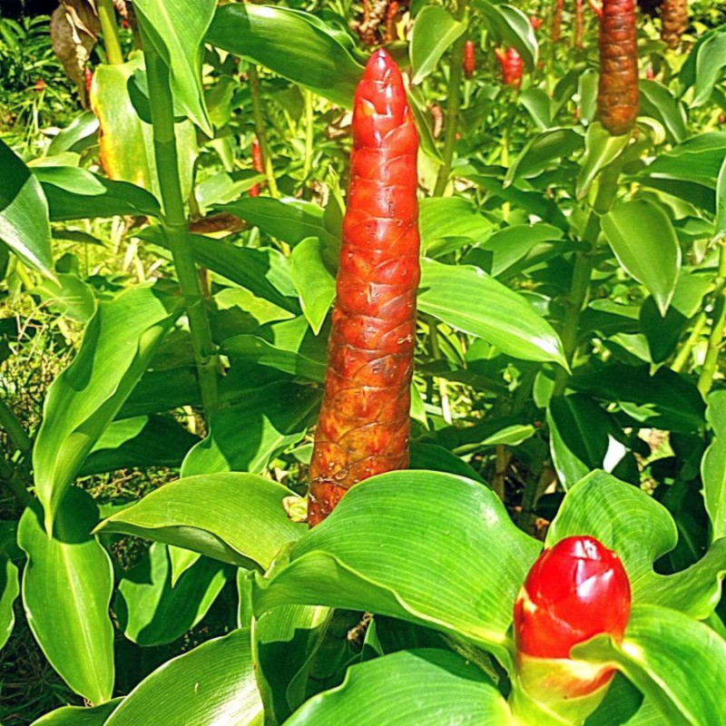 Extrait Plante Glycérine - EPS - Gingembre (zingiber Officinale) Racine - Foto 5