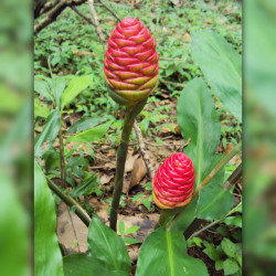 Plant racines nues, rhizome Zingiber Zerumbet, Gingembre shampoing, Amome sauvage, gingembre sauvage, gingembre savon