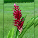 Alpinia purpurata, gingembre rouge, lavande rouge, opuhi, galanga d'Inde, Zingiberaceae, plante exotique, fleurs rouges