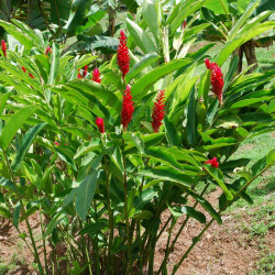 Grand galanga - Gingembre rouge - Vente en ligne de plants de Grand galanga  - Gingembre rouge pas cher